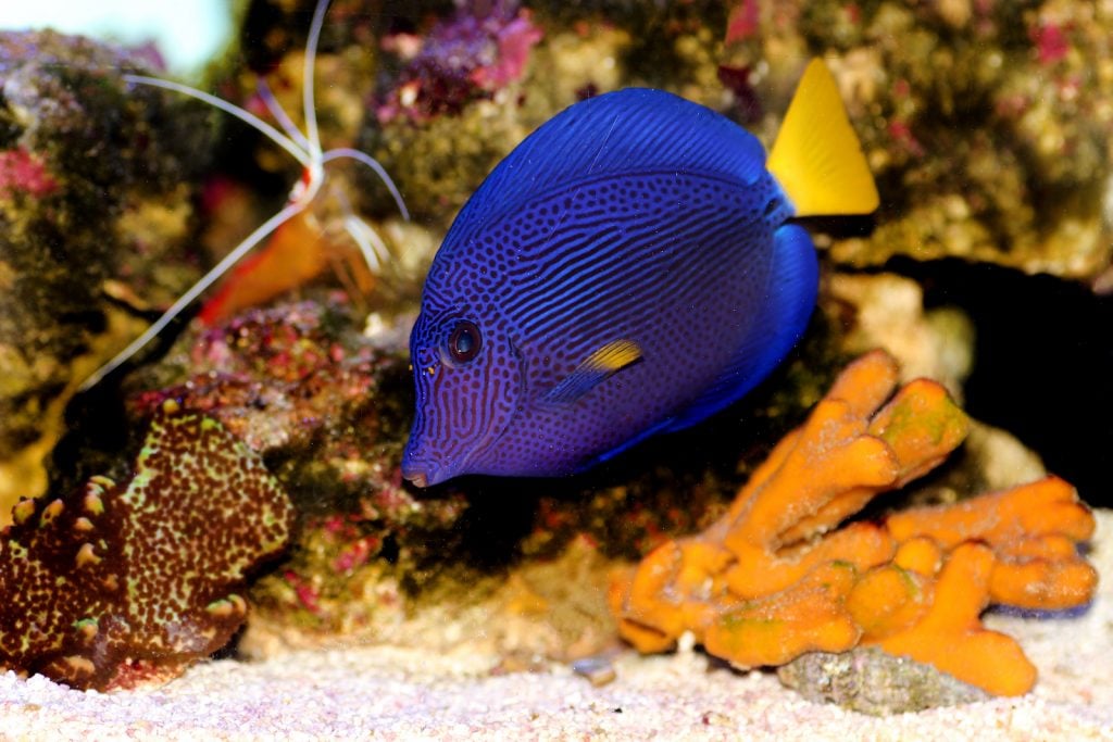 Close up of Purple Tang in an aquarium