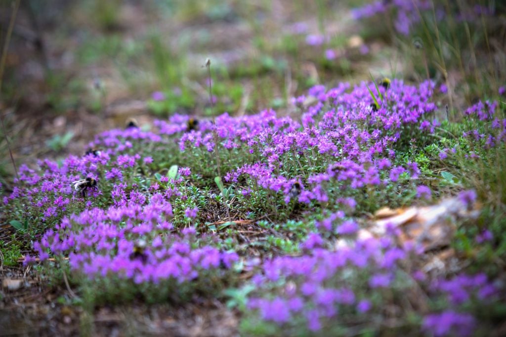 Purple thyme blooming in the forest with bumblebees on the flowers
