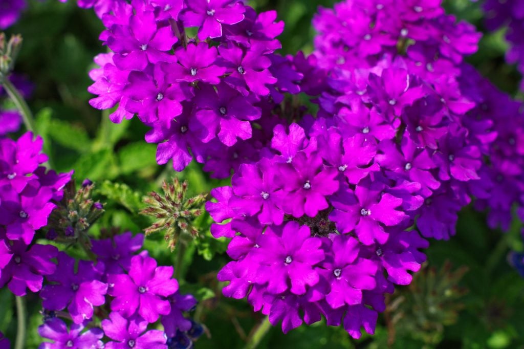 Close up of purple Verbena flowers in a garden