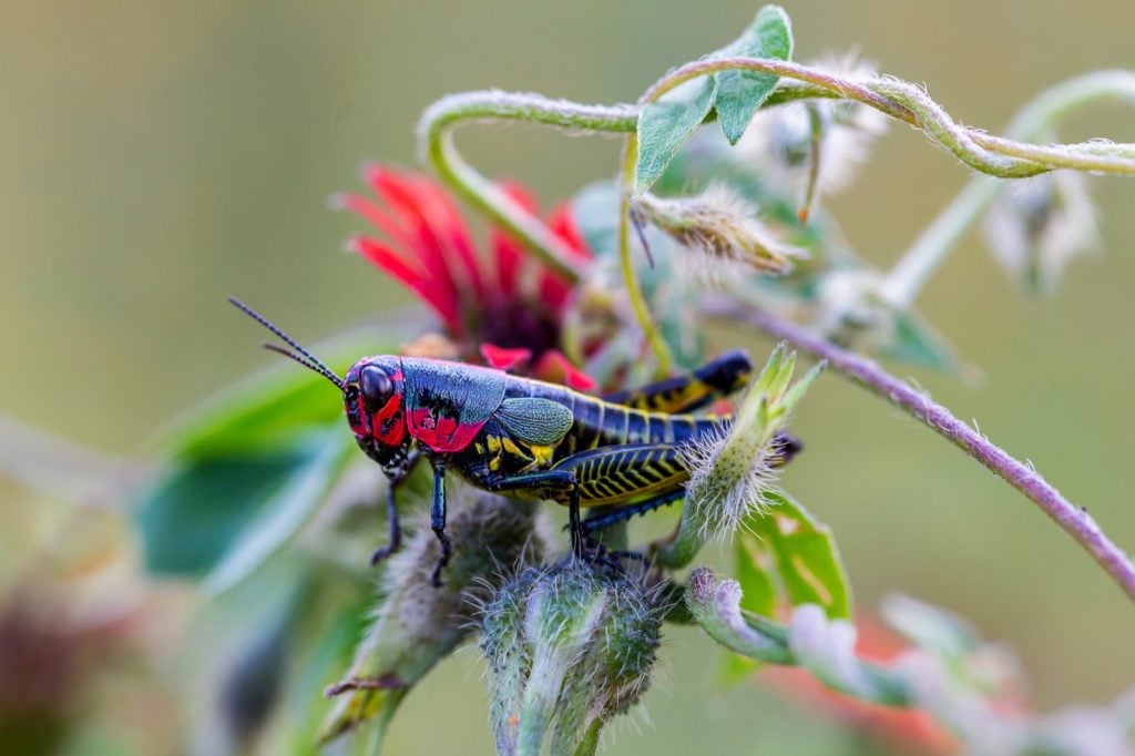 Rainbow grasshopper aka Dactylotum Bicolor sitting on a flower