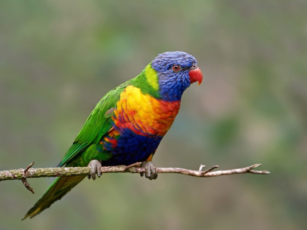 Rainbow lorikeet aka Trichoglossus Moluccanus sitting on a branch