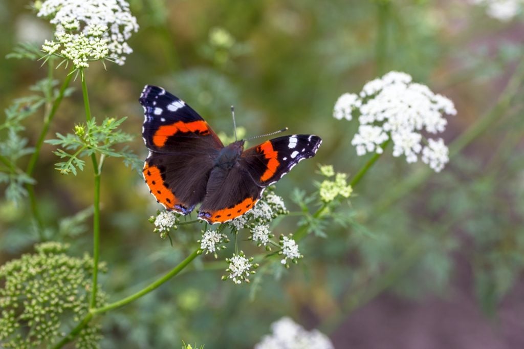The red admiral butterfly or Vanessa Atalanta