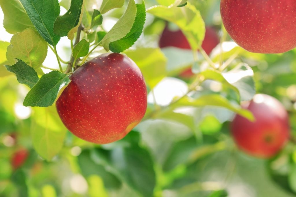 Red apples with green foliage of apple trees in the background