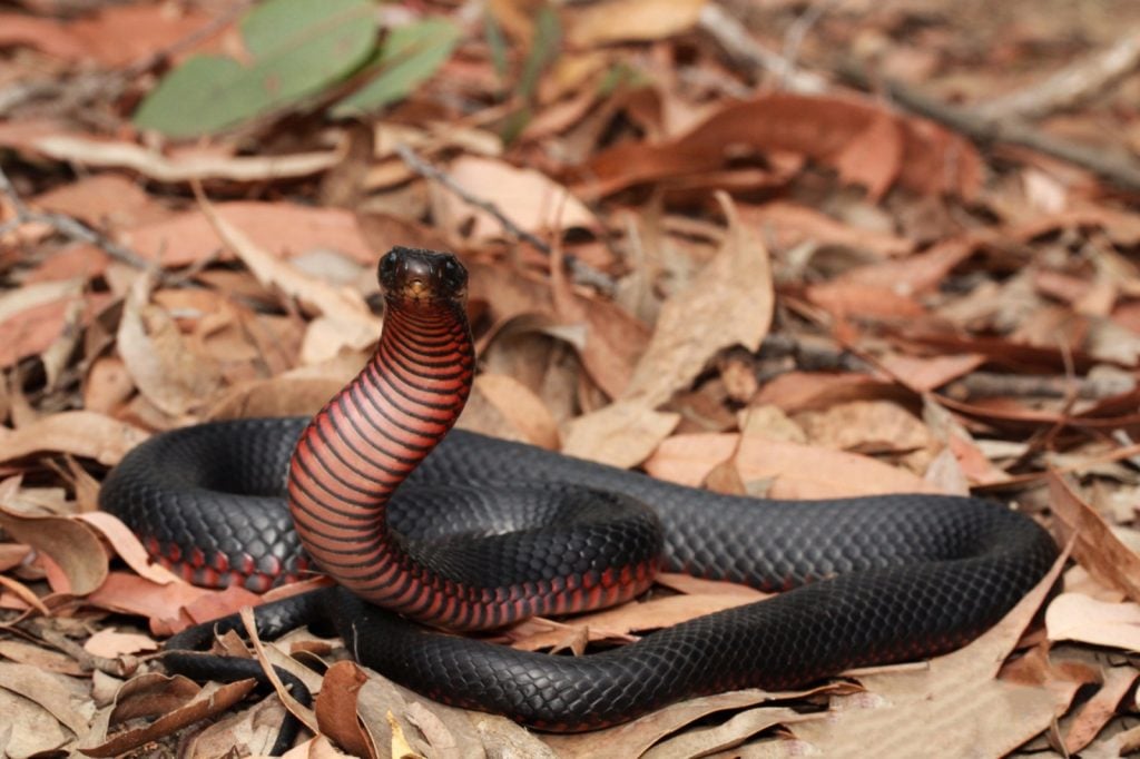 Red-bellied black snake on the leafy forest floor