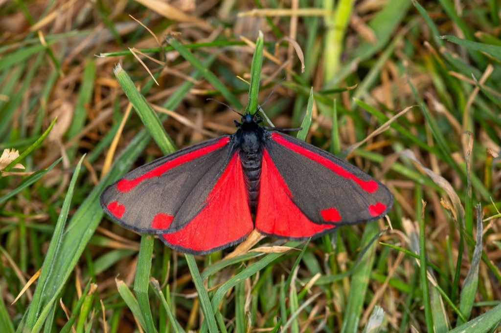 Red and black cinnabar moth aka Tyria Jacobaeae