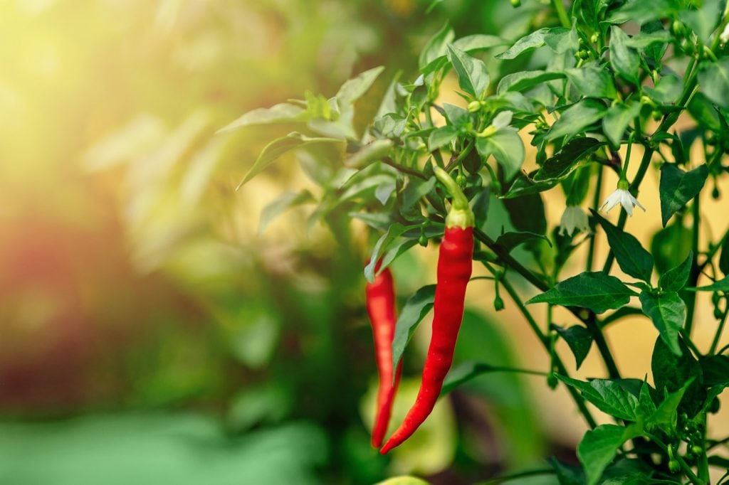 Red chili pepper growing on green branch in greenhouse