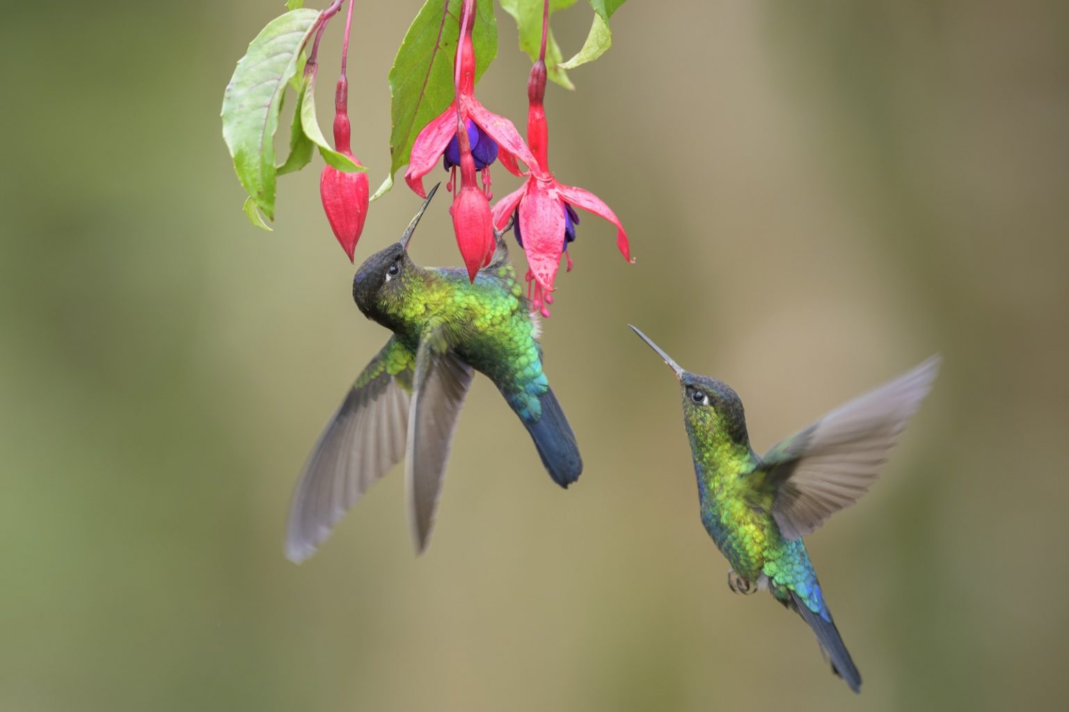 what-colors-attract-hummingbirds-and-how-many-colors-can-they-see