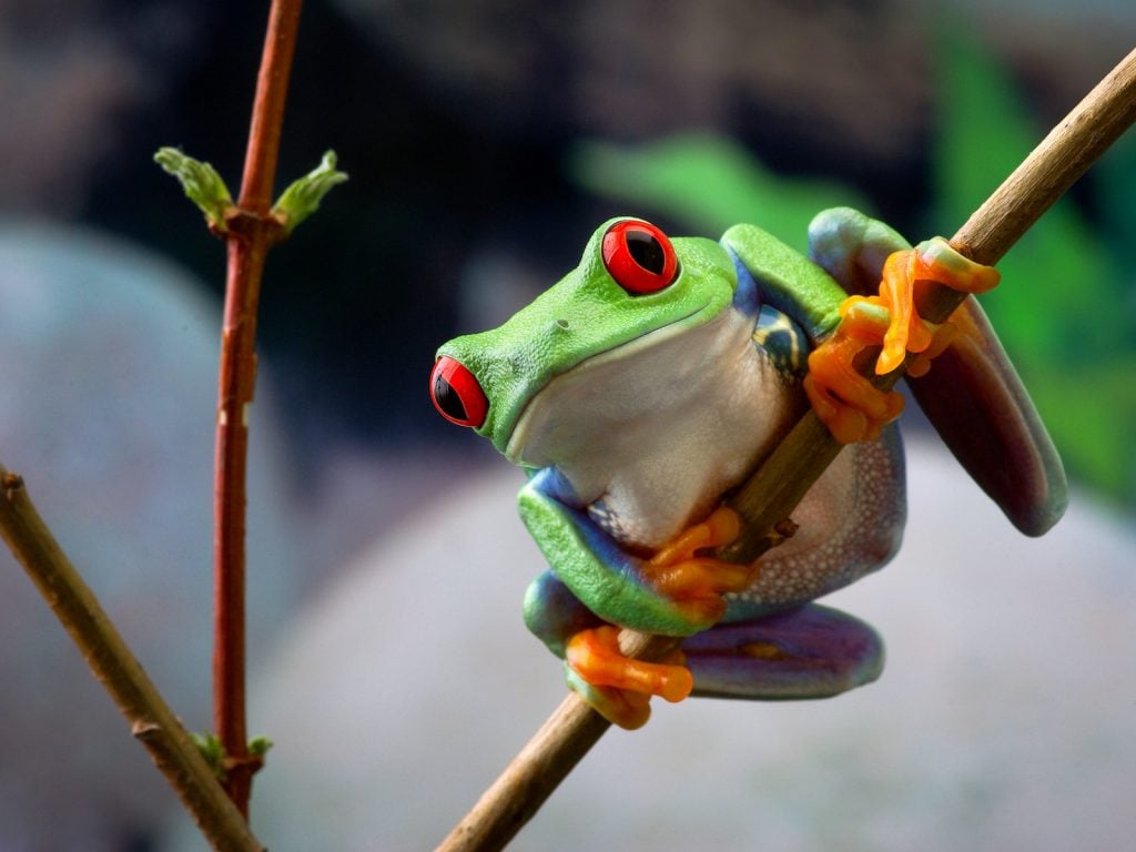 Red-eyed tree frog. Frog with red eyes and green and blue color skin clinging onto a twig