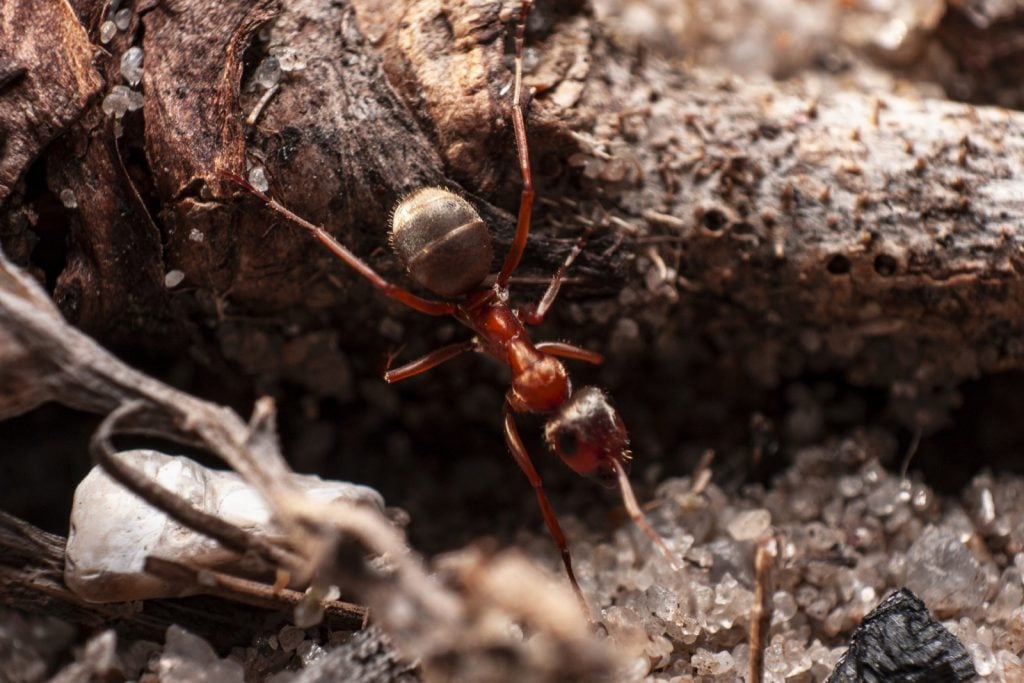 Red imported fire ant on tree branch