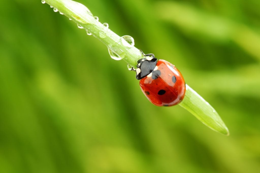 Red ladybug with small black spots crawling on grass straw with raindrops