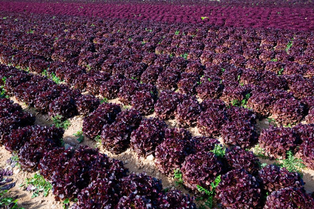View of red leaf lettuce field waiting to get harvested