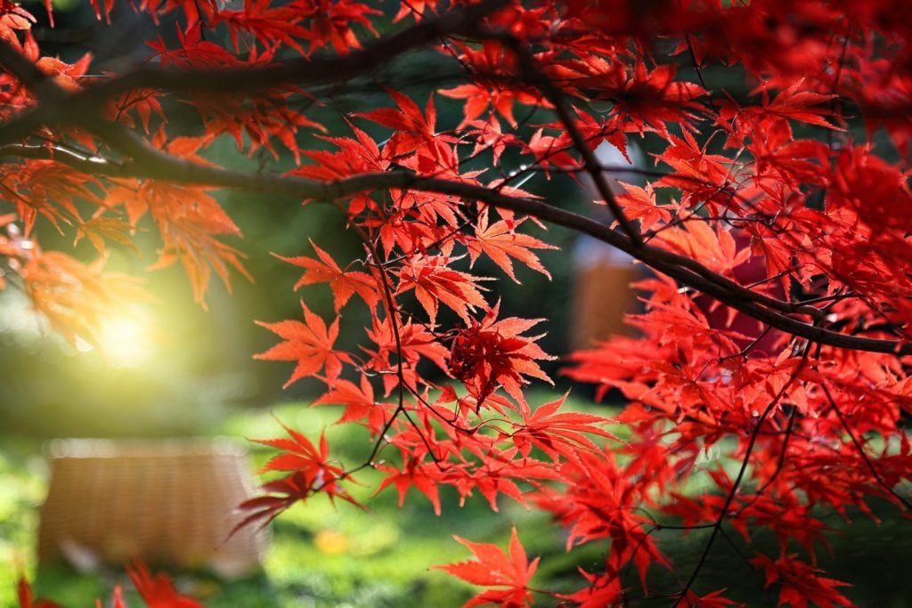Bright red leaves of Japanese maple tree or Acer Palmatum in the sunlight
