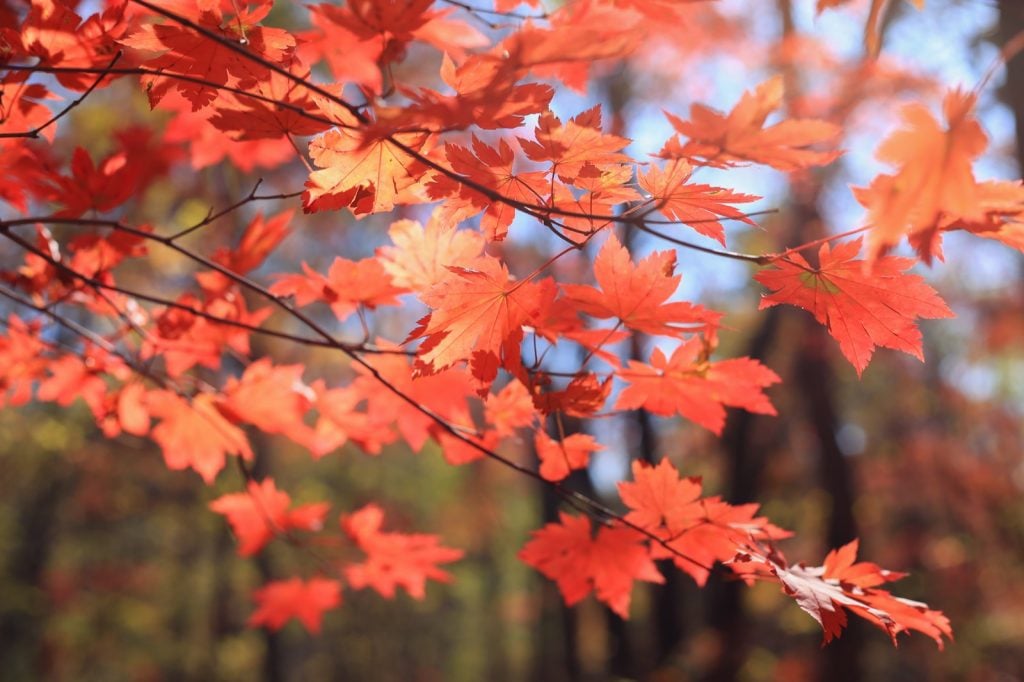 Red leaves on maple tree in autumn