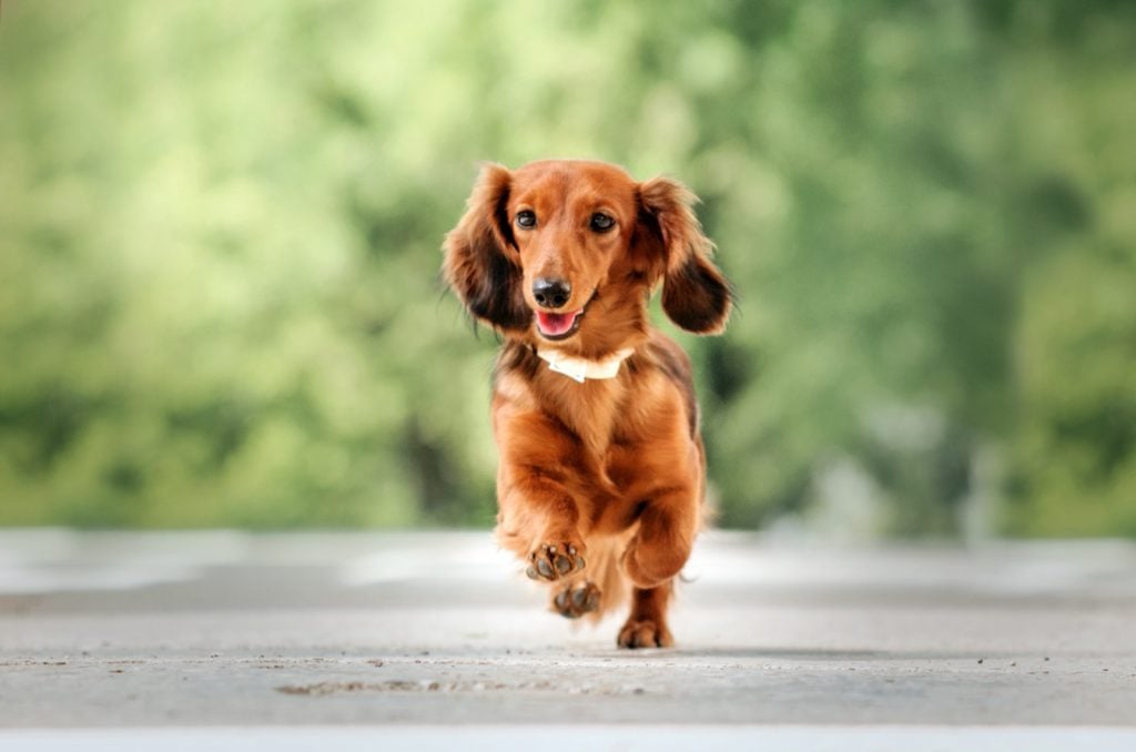 Red long-haired dachshund running on the pavement