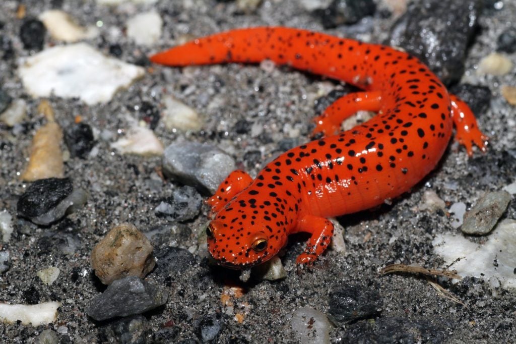 Red salamander aka Pseudotriton Ruber on sandy ground