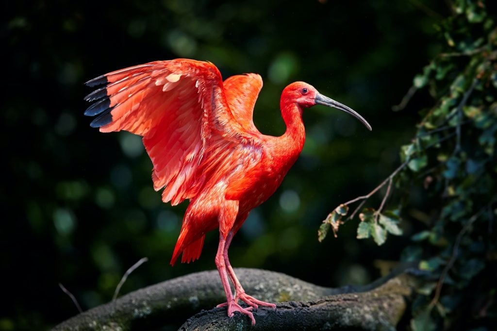 Red scarlet ibis bird aka Eudocimus Ruber with outstretched wings