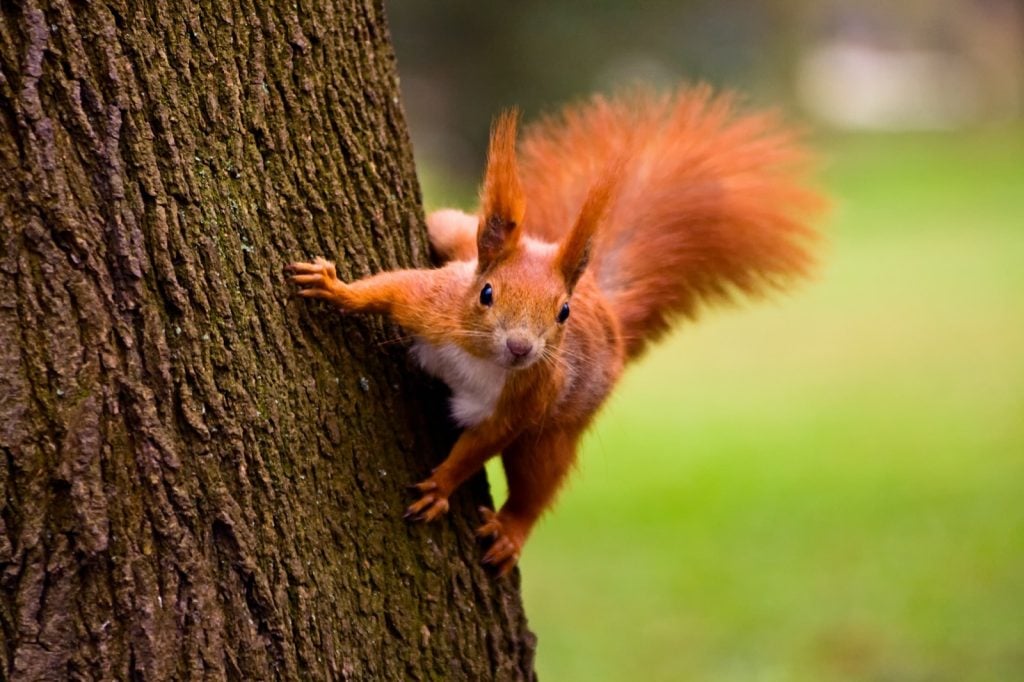 Red squirrel on a tree in nature
