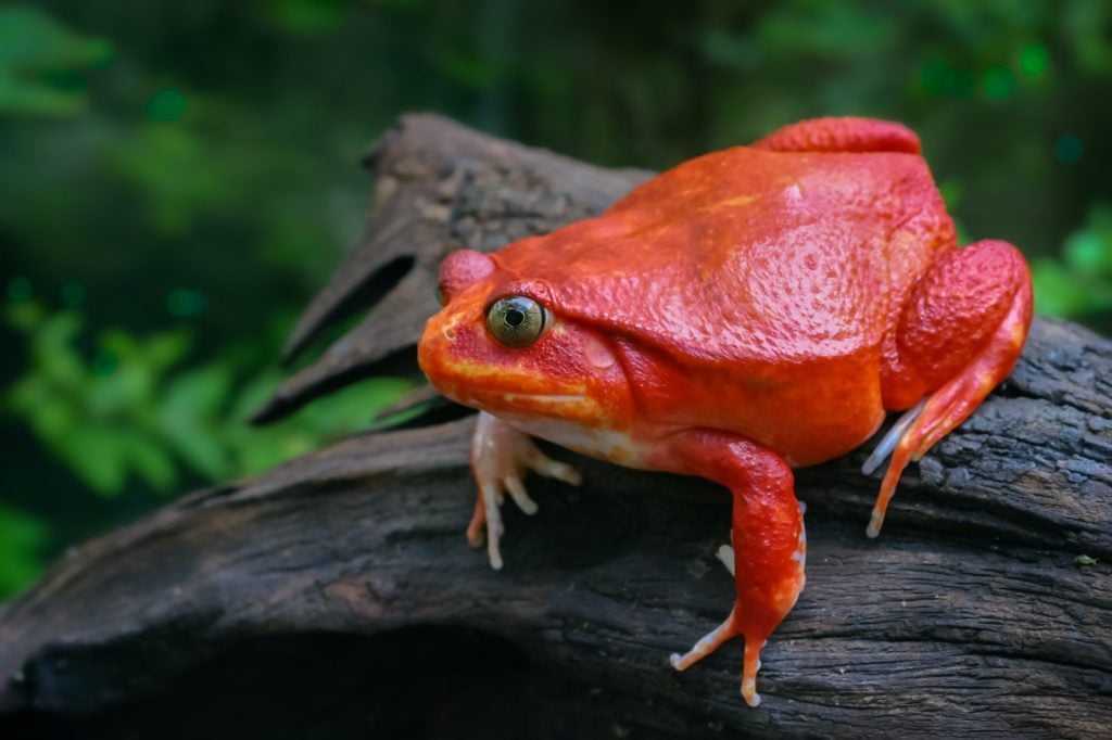 Red tomato frog from Madagascar sitting on wooden log in nature