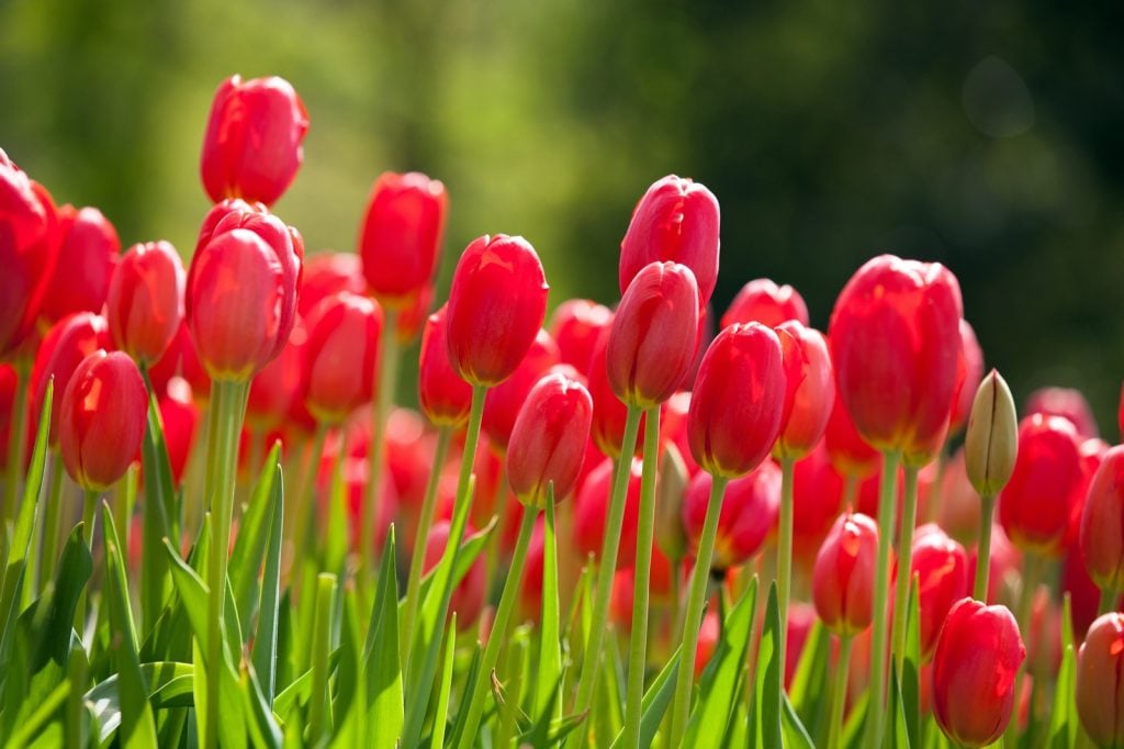 Blooming red tulips in the spring