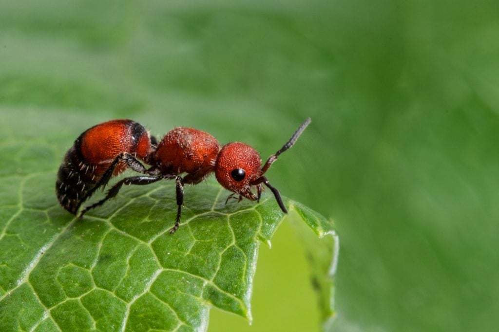 Red velvet ant aka Dasymutilla Occidentalis on a green leaf