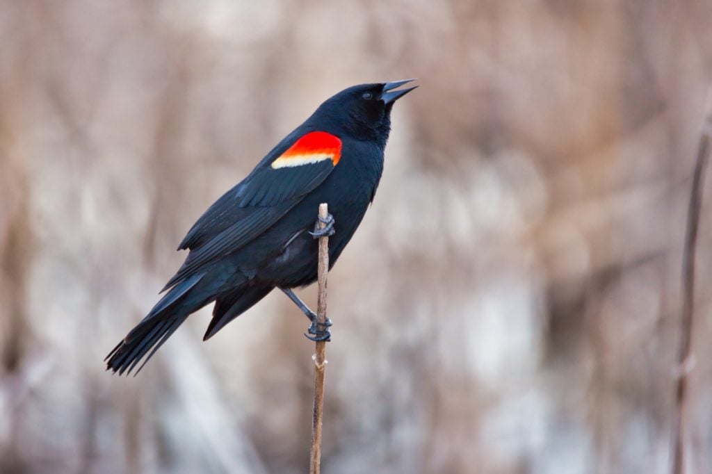 Red-winged blackbird aka Agelaius Phoeniceus