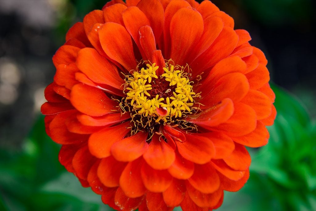 Red zinnia garden flower close up