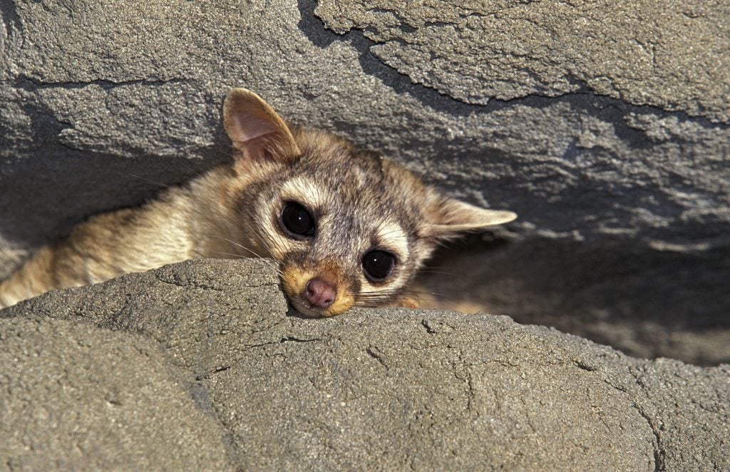 Ring-tailed Cat hiding between big rocks observing it's surroundings