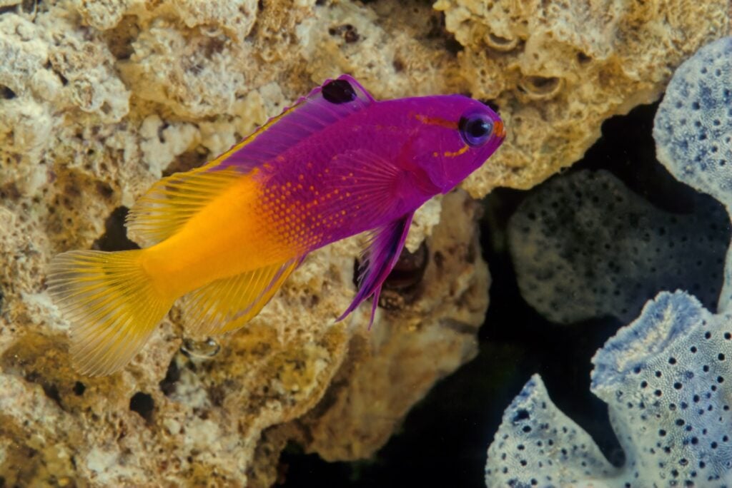Royal gramma fish aka Gramma Loreto