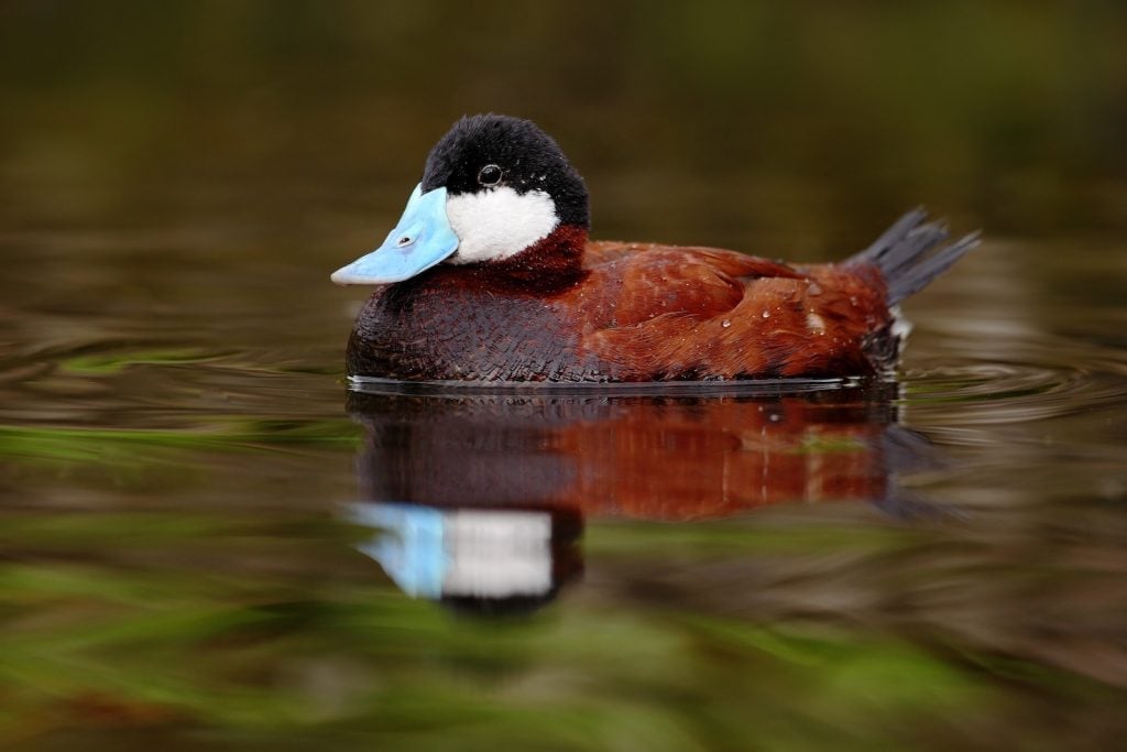 Brown Ruddy Duck male in the water