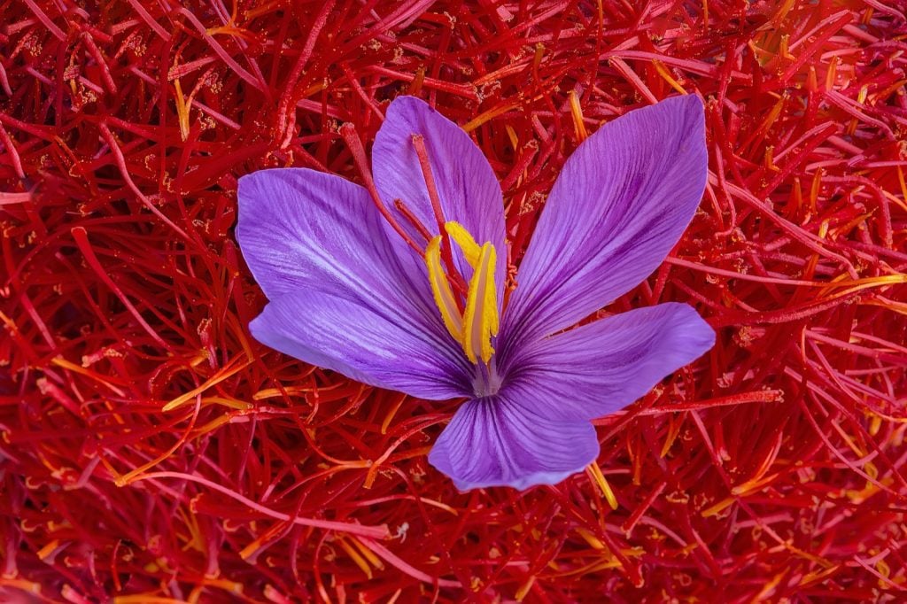 Saffron harvested from the flowers of the autumn crocus plant