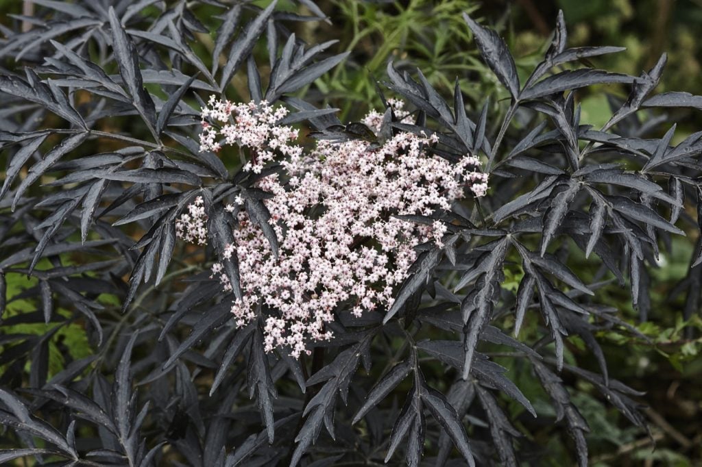 Sambucus Nigra black lace elderberry plant with pink and white flowers