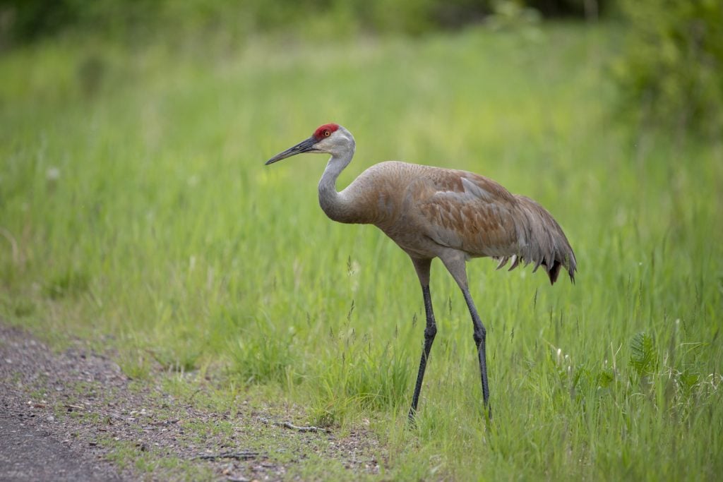 Sandhill crane standing in the tall grass near a dirt road