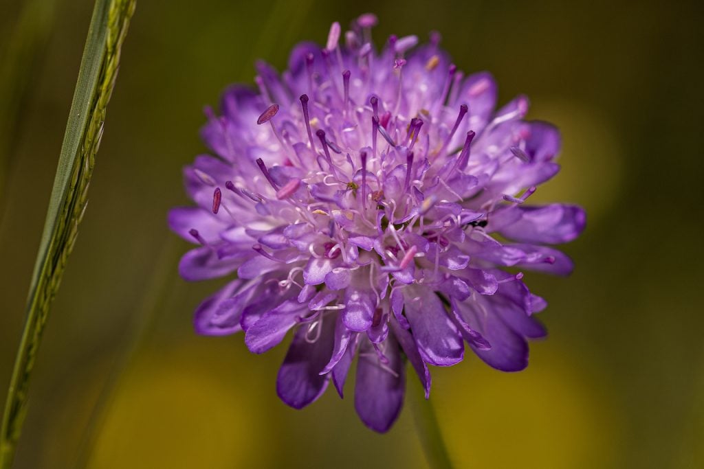Closeup of an purple Scabiosa flower head