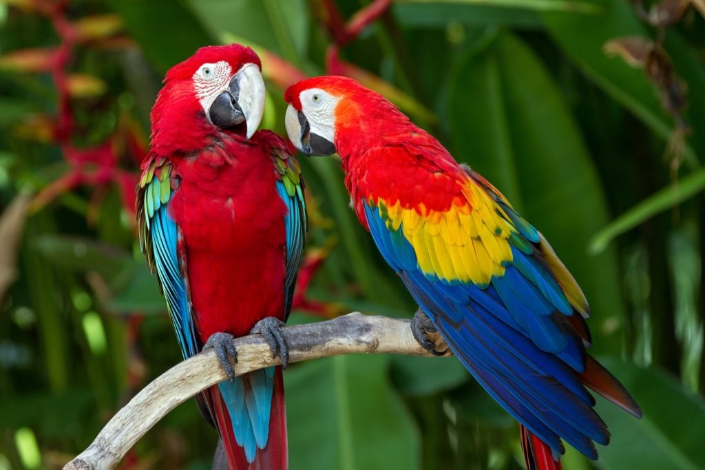 Couple of scarlet macaws aka Ara Macao in the wild