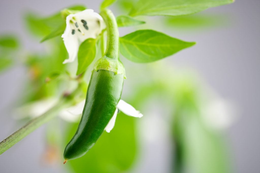 close up of green serrano chilies growing