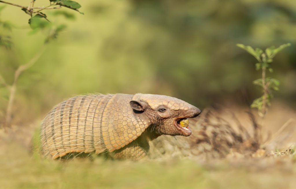 Close up of a Six-banded armadillo know as the yellow armadillo eating palm fruit