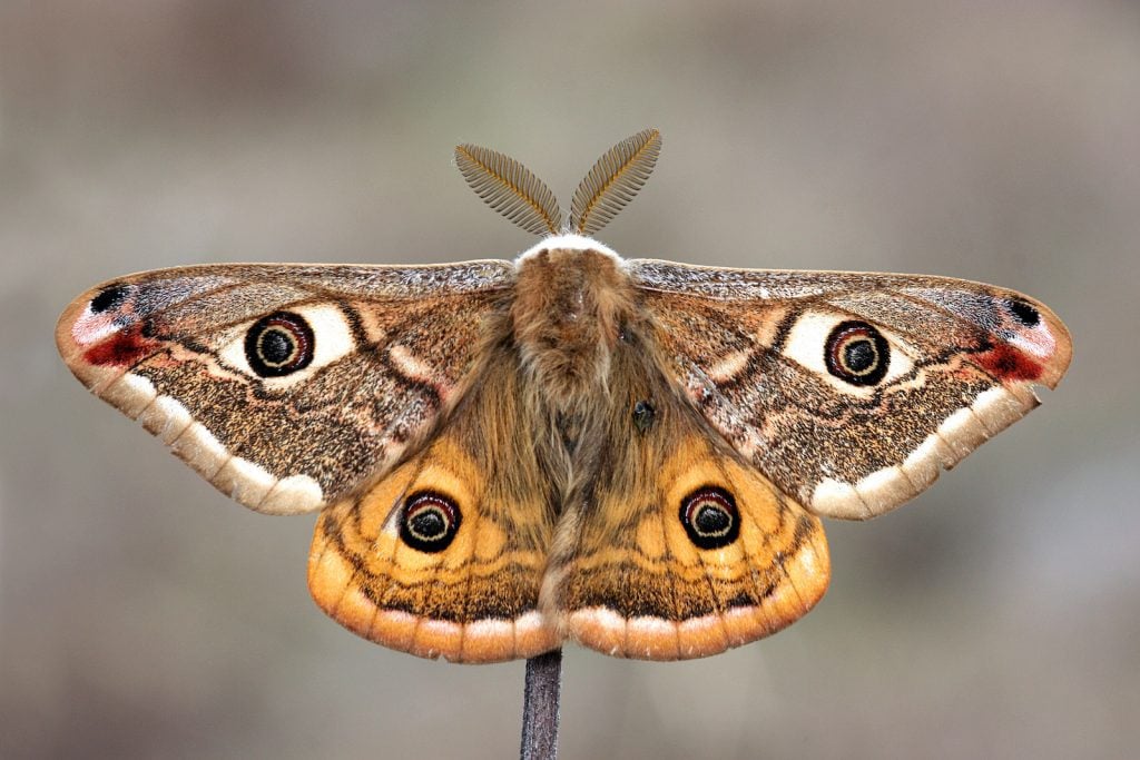 Close up of a small emperor moth with open wings showing off its defense mechanism