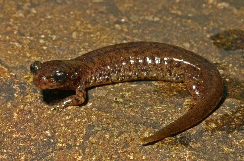 Close up of a small southern torrent salamander sitting on a rock