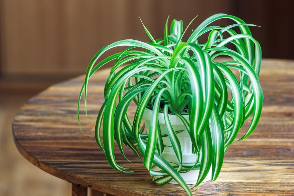 Green spider plant standing on a wooden table