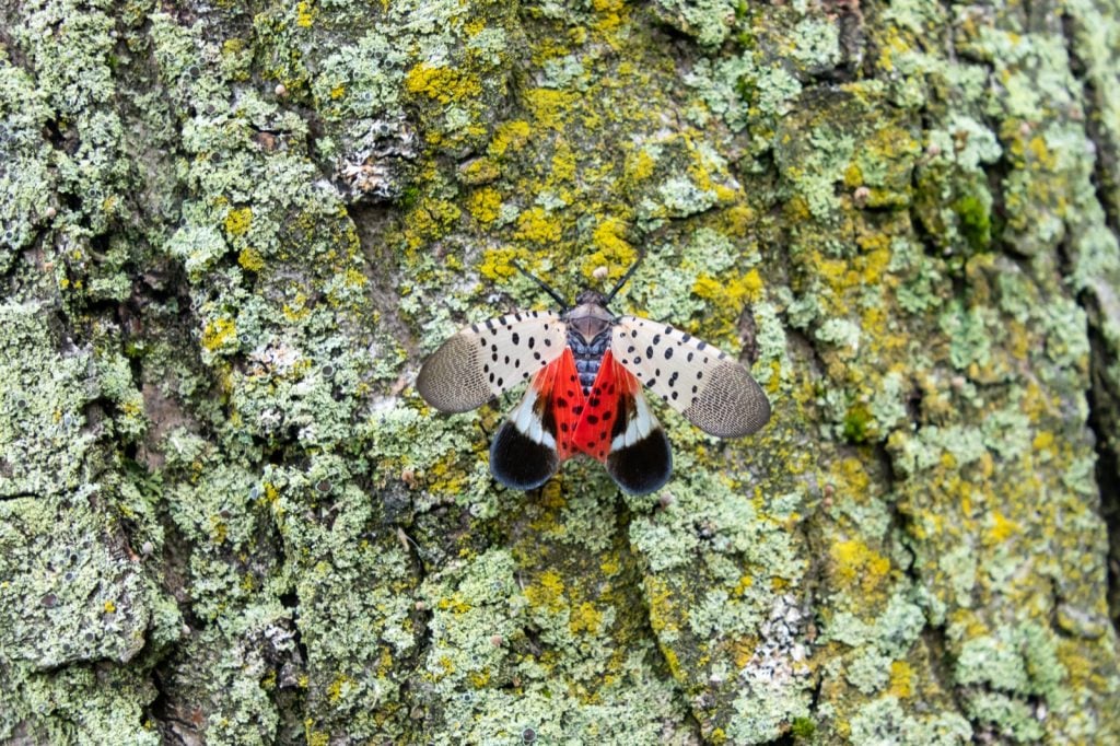 Spotted lanternfly aka Lycorma Delicatula with bright red underwings