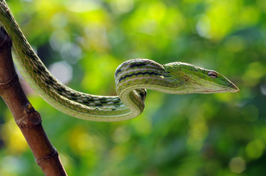 Sri Lankan green vine snake aka Ahaetulla Nasuta in a tree