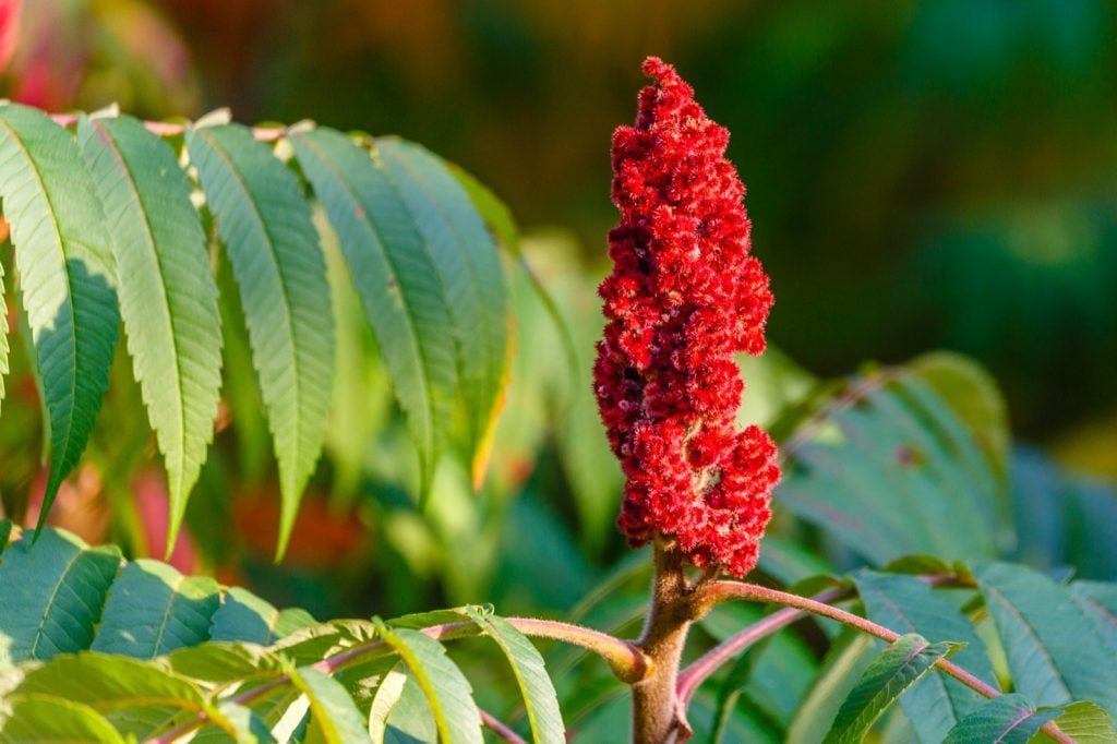 Staghorn Sumac or Rhus typhina with red drupe blossoming in late summer