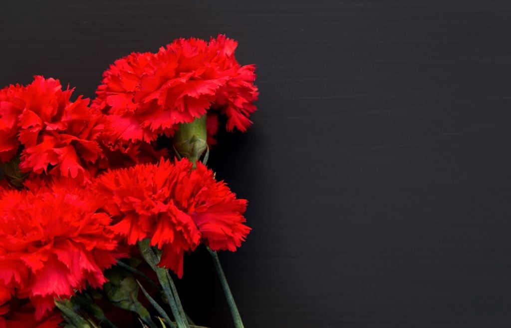 Studio photo of several red carnations on a black background