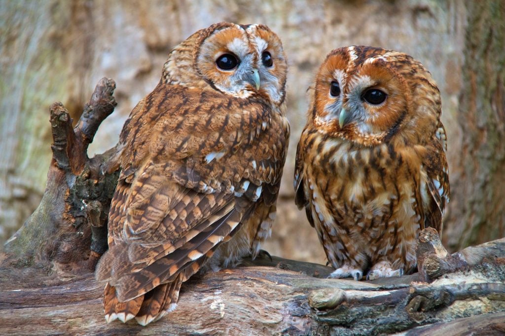 Two Tawny owls sitting in a tree