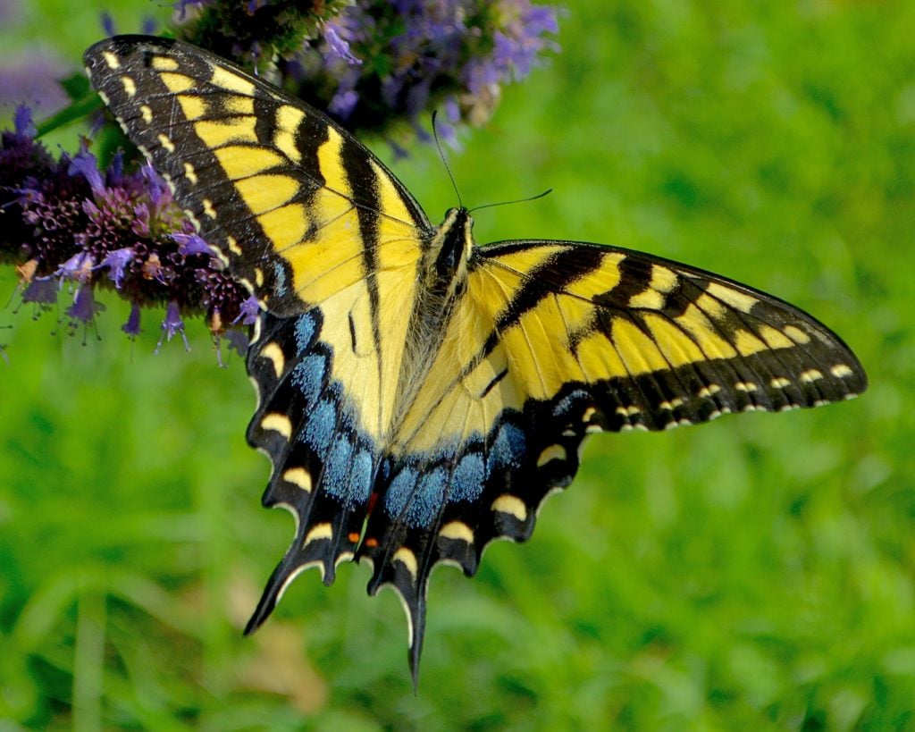 Eastern Tiger Swallowtail feeding on the nectar of anise hyssop