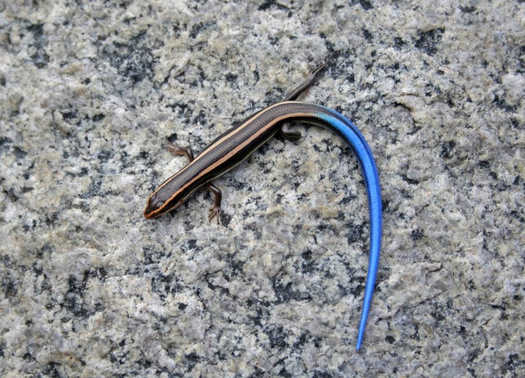 Top view of blue-tailed skink