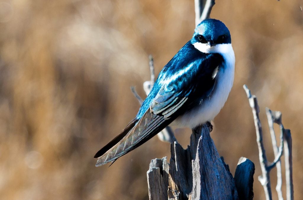 Tree Swallow bird with blue and white feathers sitting on a stump