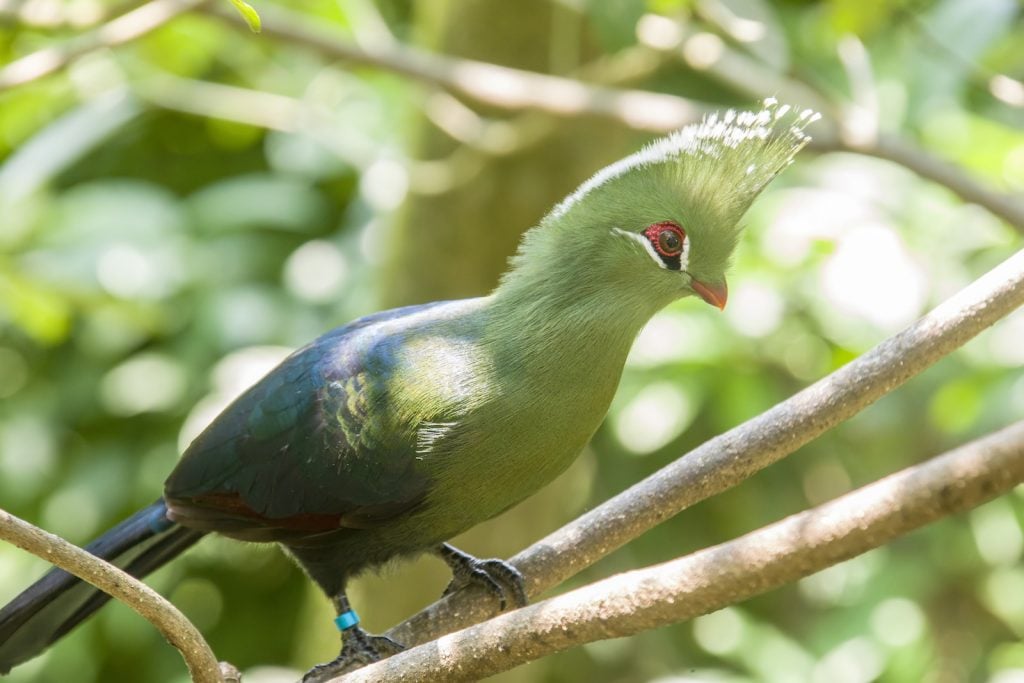 Turaco bird sitting in a tree