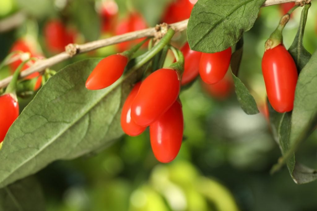 Twig with ripe fresh Goji berries in garden