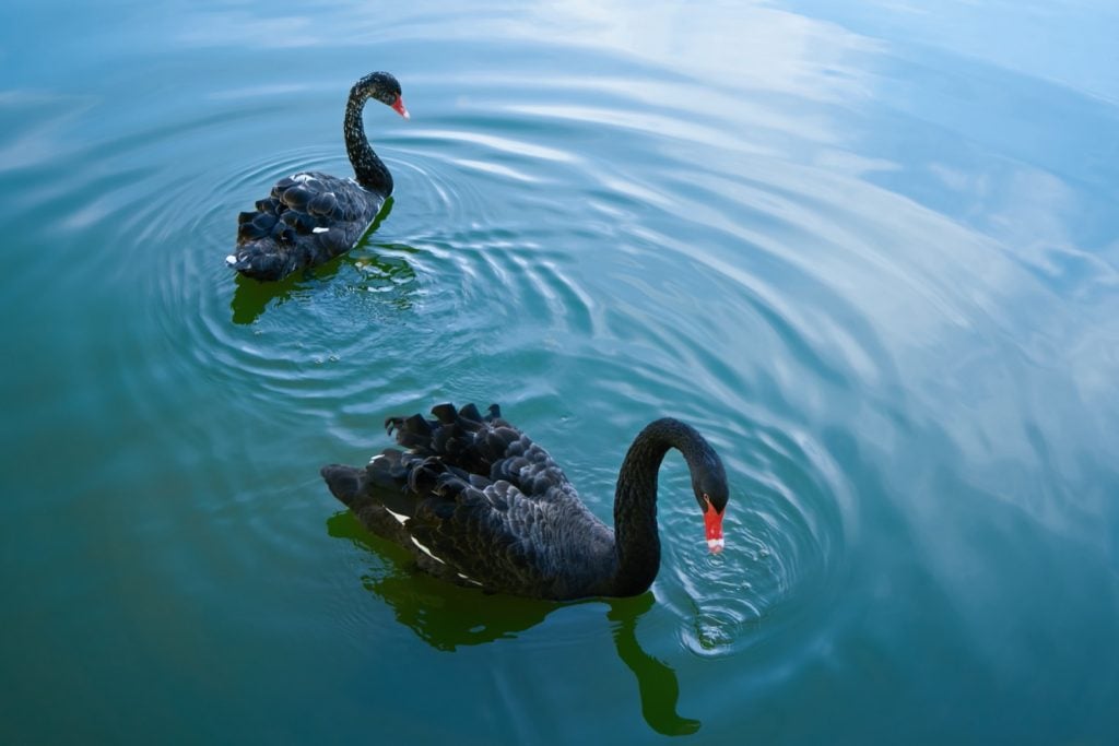 Two black swans floating in a lake